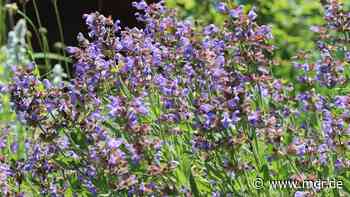 Salbeiernte endet in Freital bei Dresden - MDR