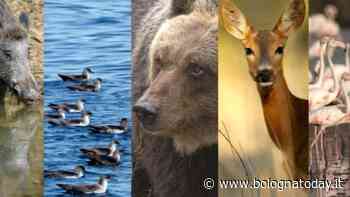 Open day sede Ispra: alla scoperta della fauna italiana, dagli uccelli migratori ai mammiferi stanziali - BolognaToday