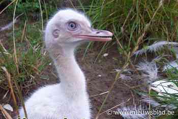 Dieven gaan met jonge nandoes aan de haal