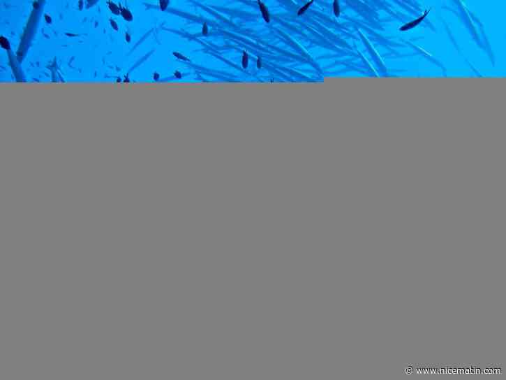 4 questions pour tout comprendre aux aires marines protégées en Méditerranée