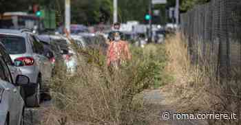 Ama «taglia» sul diserbo: erba alta (e proteste) sui marciapiedi di Roma - Corriere Roma