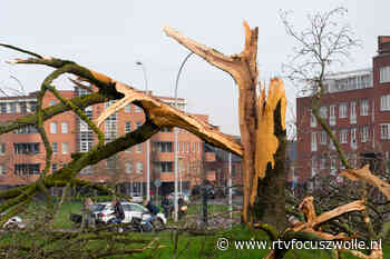 Bliksem verwoest grote boom in Frankhuis Stadshagen - RTV Focus - RTV Focus Zwolle
