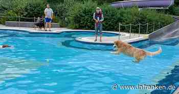 Bamberg: Hundebadetag im "Bambados" - so süß planschen die Vierbeiner
