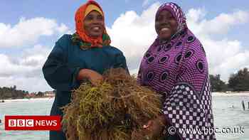 The link between climate change, seaweed and ice cream