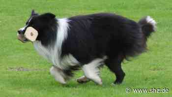 Hundesport: Obedience-Meisterschaft in Tornesch: Warum macht Nemo, was Frauchen will? | shz.de - shz.de