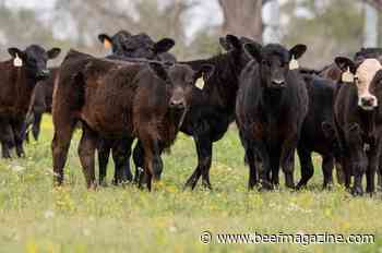 Gradual weaning of calves reduces stress, increases profits