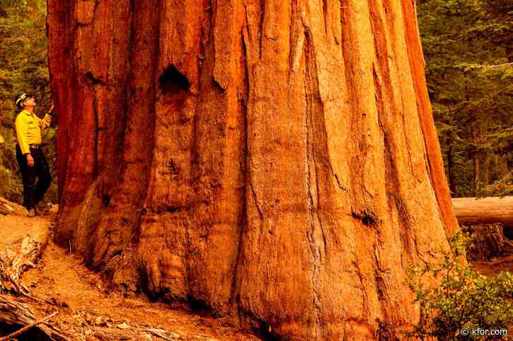 Photos: 4 famous giant trees unharmed by Sequoia National Park fire, fate of others unknown