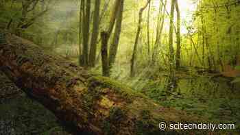 Deadwood Releasing 10.9 Gigatons of Carbon Every Year – More Than All Fossil Fuel Emissions Combined