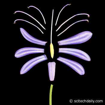 Plants Didn’t Evolve Gradually – They Evolved Complexity in Two Dramatic Bursts 250-Million-Years Apart