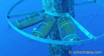 Seaweed Farms in River Estuaries Can Significantly Reduce Nitrogen Concentrations and Prevent Environmental Pollution