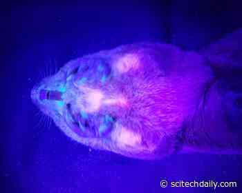 Gopher Biofluorescence Discovered: Underground Species Has a Secret Glow