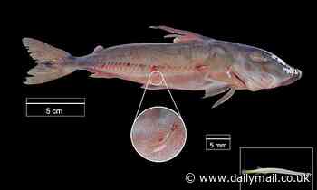 'Vampire' catfish may travel through the Amazon river by using their larger hosts as taxis