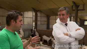 Jan Jambon bezoekt geitenboerderij in Essen