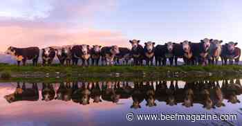 A brief history of cattle cycles