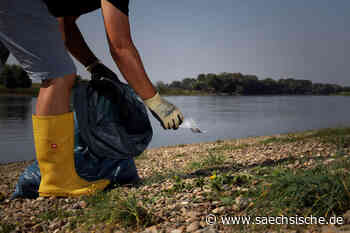 Riesa: Gemeinsames Müllsammeln am Elbufer - Sächsische.de