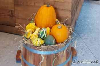 Metti le zucche in vetrina: ecco i vincitori - Prima Lecco