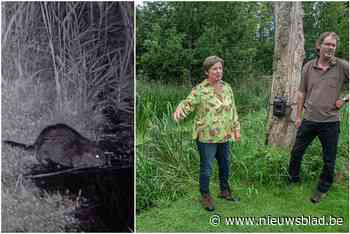 Beverfamilie stoeit in Molse tuin