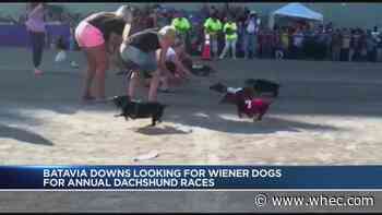 Batavia Downs needs wiener dogs for annual Dachshund races