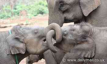 Having female siblings may help elephants live longer, study finds