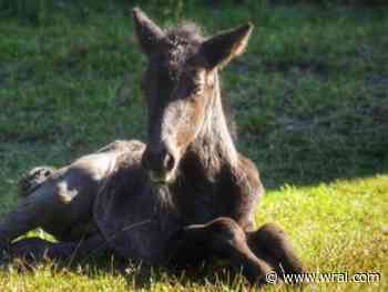 'Bravo' joins Corolla wild horse group despite bold escape