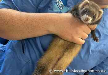 Blue Cross Merton reunites owner with missing ferret
