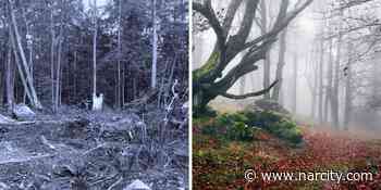 This Haunted Escape Game In Ontario Traps You In A Dark Forest With A Sinister 'Follower' - Narcity Canada