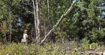 Multi-phase Summit Park forest management project nearing end - fox13now.com