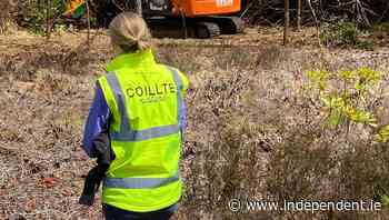 Clearing of invasive species at Sligo's Hazelwood forest - Independent.ie