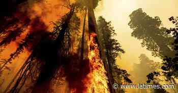 Photos: Windy fire burns through Sequoia National Forest - Los Angeles Times