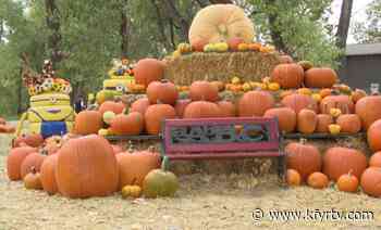 Williston's 'Cottonwood Forest' Pumpkin Patch Opens - KFYR-TV