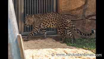 Nere villagers of Panvel claim to have spotted leopard; Forest officials increase patrolling - Hindustan Times