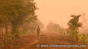 Indonesia ends forest protection deal with Norway, raising deforestation fears - Climate Home