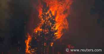 Beijing sets planned fires to save property forest - Reuters