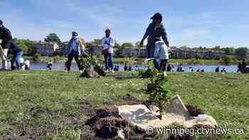 Community plants a forest for the future - CTV News Winnipeg