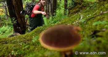 Forest harvest means boletes and hedgehogs for Anchorage mushroom hunters - Anchorage Daily News