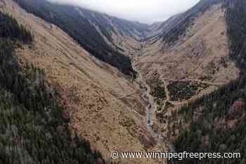 Romanian forest attack highlights illegal logging 'scourge' - Winnipeg Free Press