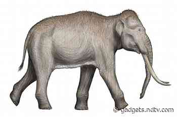 Fossilised Footprints of Extinct Species of Elephants Reveal a Prehistoric Nursery in Spain