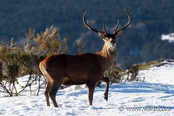 Erie County to hold hearing on proposal to allow deer hunting by 12 and 13-year-olds