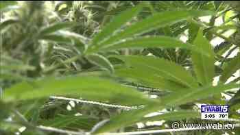 Maine towns vote on development of retail marijuana stores - WABI