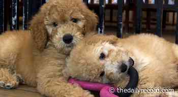 Federal judge upholds Md.'s ban on retail dog sales - Maryland Daily Record