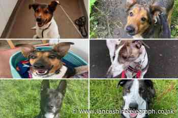 These six dogs with the RSPCA in Lancashire need forever homes
