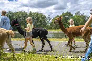 Wandelen met alpaca’s op benefiet Noche Boliviana