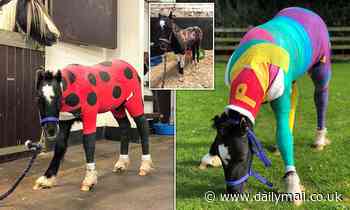 Multicoloured bandages brighten up recovery for Phoenix the foal believed to have been set alight