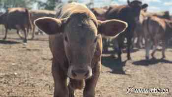 Prairie ranchers take stock of summer drought as decisions about culling cattle loom