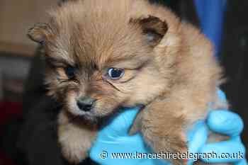 Experts urge people in the North West to buy puppies responsibly