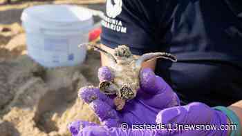 Virginia Aquarium recovers 21 green sea turtle hatchlings at Croatan Beach