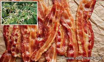 Scientists use Japanese knotweed to make nitrate-free bacon