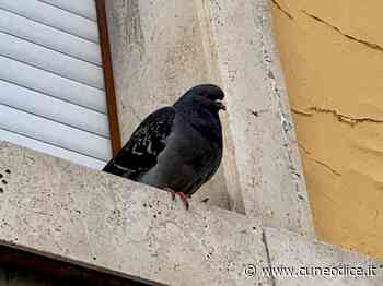 Ora a Cuneo i piccioni sono un problema: ˝Portano malattie, il Sindaco fermi chi dà loro da mangiare˝ - Cuneodice.it