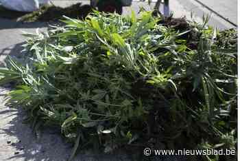 Twee vijftigers kweken cannabis om schulden te vereffenen