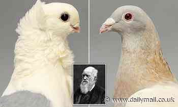 Darwin's short-beak enigma is SOLVED in new study
